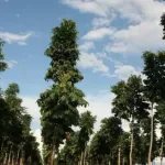 muda_de_mogno_africano_khaya_ivorensis_grandifoliola_83_6_20200211143936