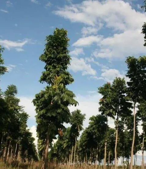 muda_de_mogno_africano_khaya_ivorensis_grandifoliola_83_6_20200211143936